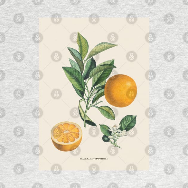 Orange Antique Botanical Illustration by Antiquated Art